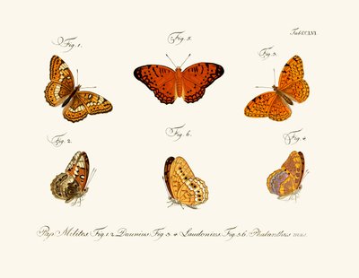 Butterflies by German School
