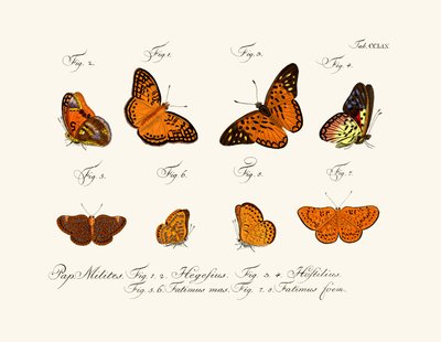 Butterflies by German School