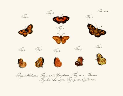 Butterflies by German School