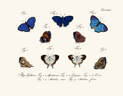 Butterflies by German School