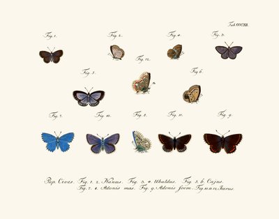 Butterflies by German School