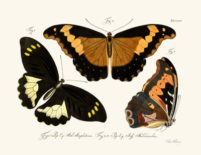 Butterflies by German School