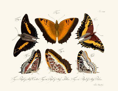 Butterflies by German School