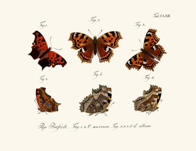 Butterflies, 1783-1806 by German School