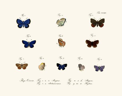 Butterflies by German School