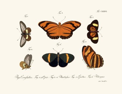Butterflies by German School