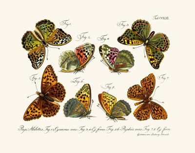 Butterflies by German School