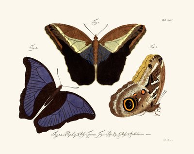 Butterflies by German School