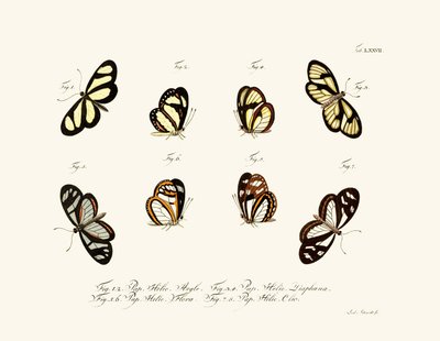 Butterflies by German School