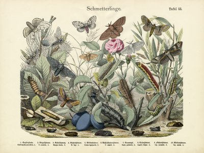 Butterflies by German School