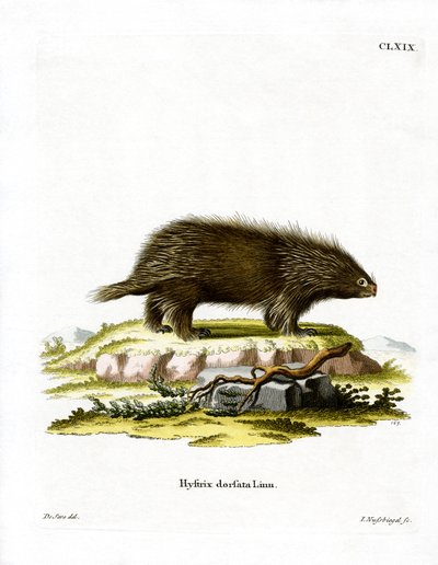 Canadian Porcupine by German School