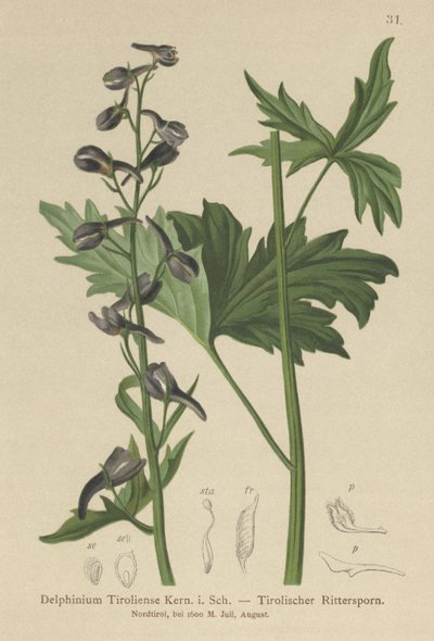 Candle Larkspur by German School