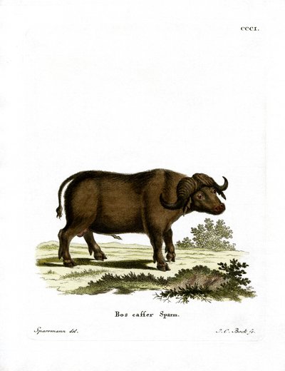 Cape Buffalo by German School