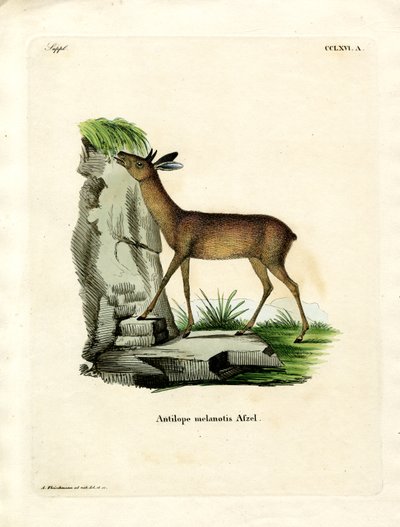 Cape Grysbok by German School
