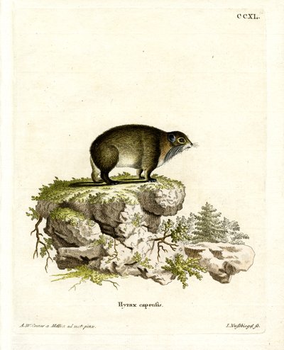Cape Hyrax by German School