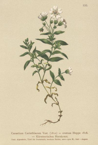 Carinthian Mouse-ear by German School