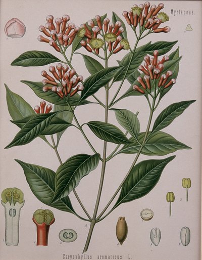 Caryophyllus Aromaticus (Cloves) by German School