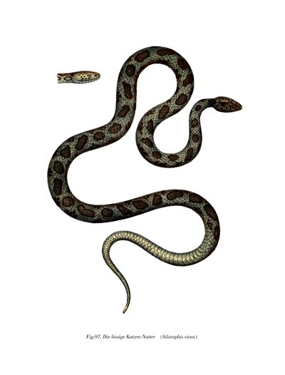 Cat Snake by German School