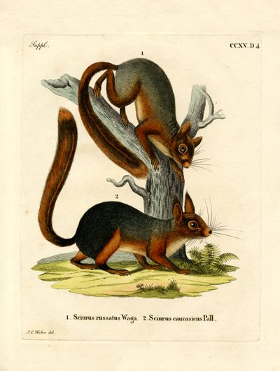 Caucasian Squirrel by German School