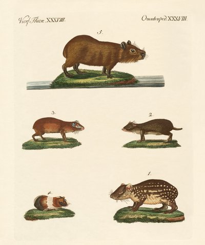 Cavies by German School