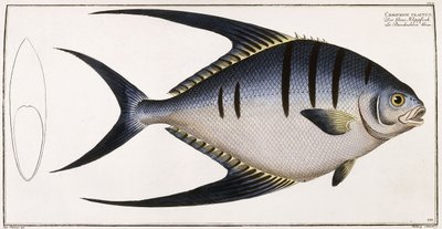 Chaetodon Glaucus, 1785-1788 by German School