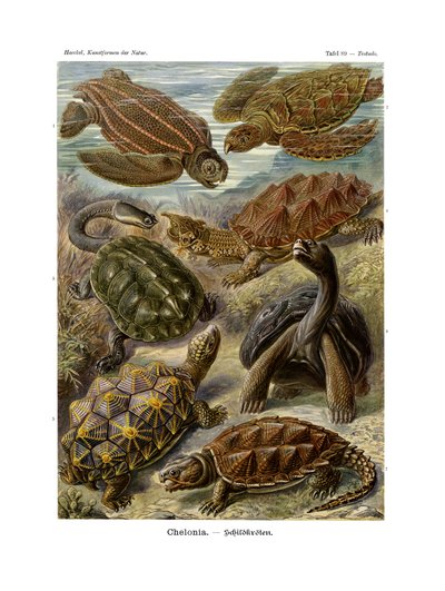Chelonia by German School
