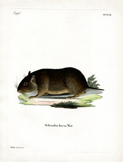 Chilean Rock Rat by German School