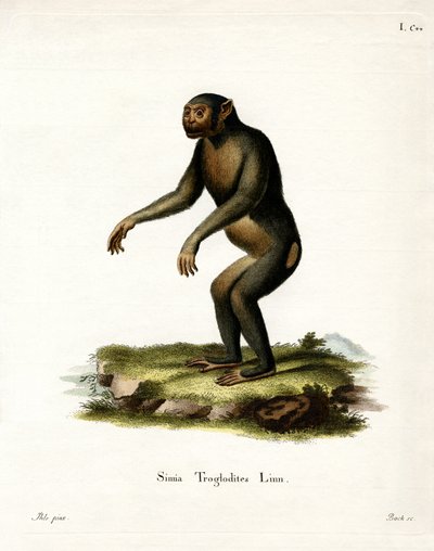 Chimpanzee by German School