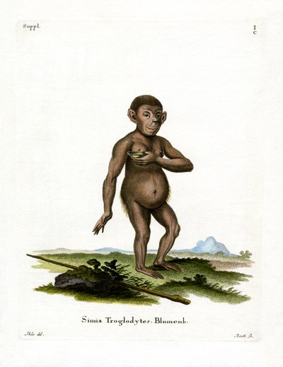 Chimpanzee by German School