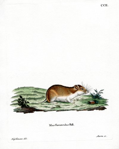 Chinese Striped Hamster by German School