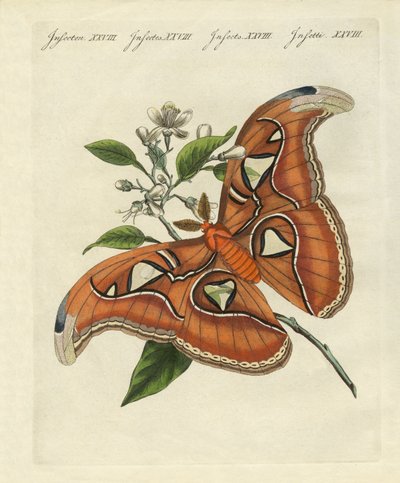 Chinese Butterflies by German School