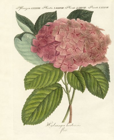 Chinese Flowers by German School