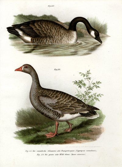 Chinese Goose by German School