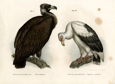 Cinereous Vulture by German School
