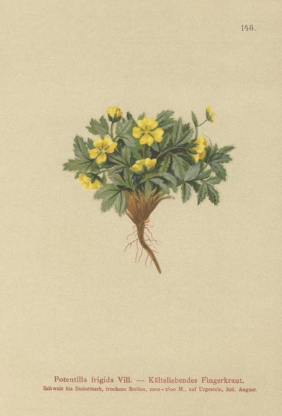 Cinquefoil by German School