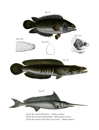 Climbing Perch by German School