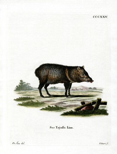 Collared Peccary by German School