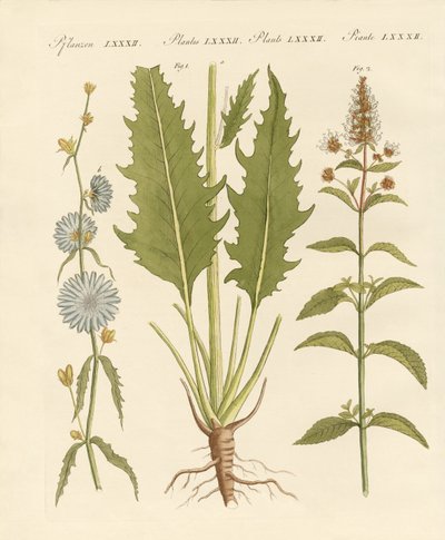 Commercial and Medical Plants by German School