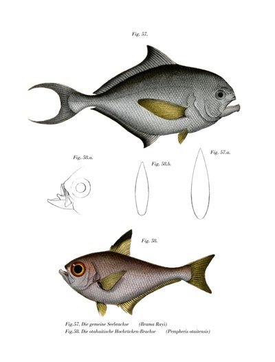 Common Bream by German School