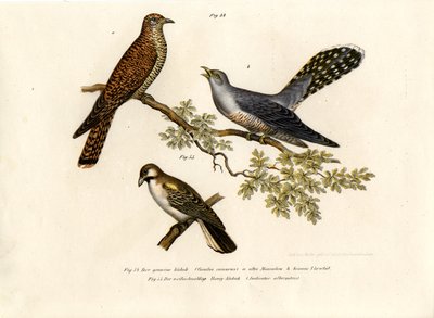 Common Cuckoo by German School