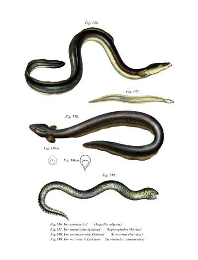 Common Eel by German School