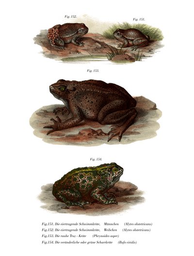 Common Midwife Toad by German School