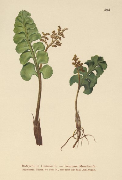 Common Moonwort by German School