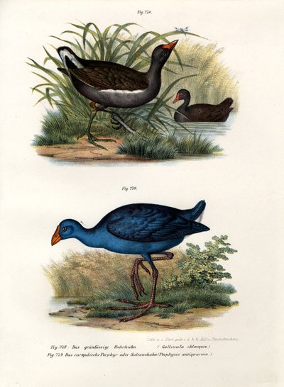 Common Moorhen by German School