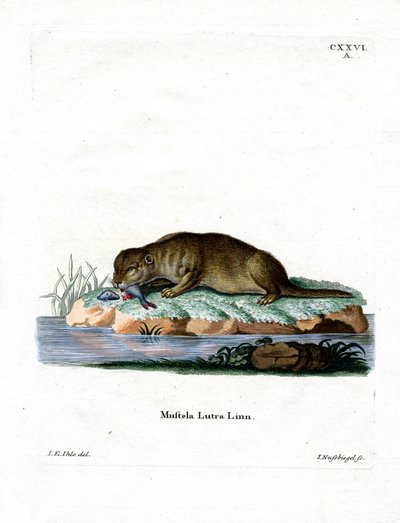 Common Otter by German School