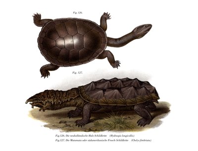 Common Snake-necked Turtle by German School