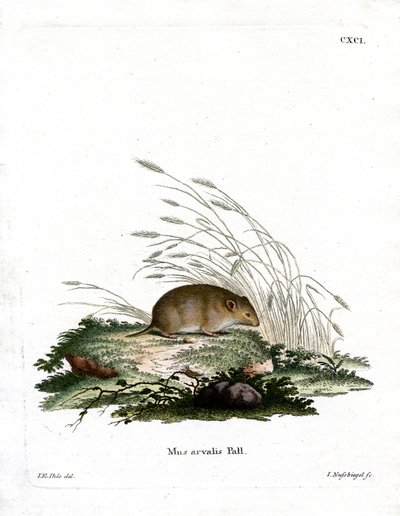 Common Vole by German School