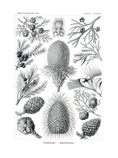 Coniferae by German School