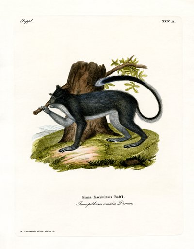 Crab-eating Macaque by German School