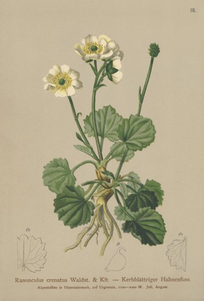 Crenated Crowfoot by German School